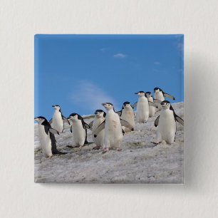 Badge Carré 5 Cm Pingouins   Pygoscelis Antarctique