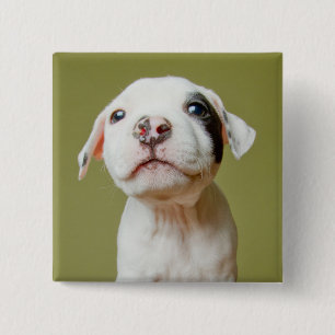 Badge Carré 5 Cm Pitbull avec l'oeil repéré par noir