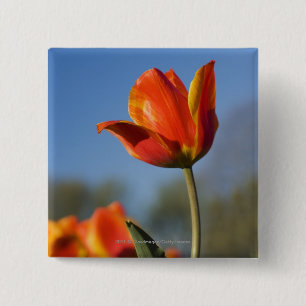 Badge Carré 5 Cm Plan rapproché des fleurs de tulipe