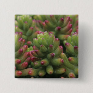 Badge Carré 5 Cm plante Sedum, Musée du désert d'Arizona-Sonora,