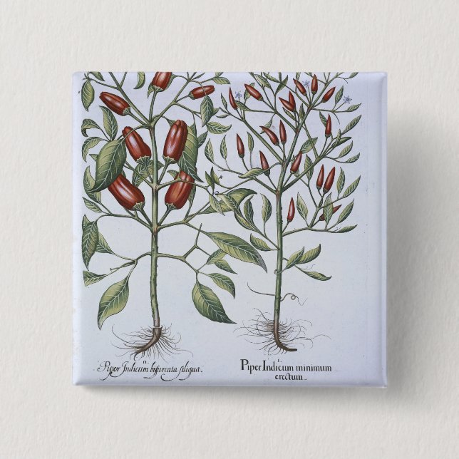Badge Carré 5 Cm Plantes de poivre de piments, du 'Hortus (Devant)