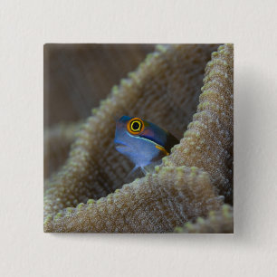 Badge Carré 5 Cm poisson blennie (Blenniidae) sortant sa tête