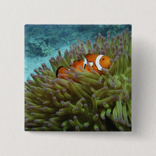 Badge Carré 5 Cm Poisson clown ( Amphiprion ocellaris )