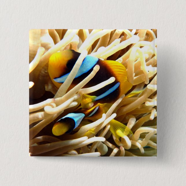 Badge Carré 5 Cm Poissons de clown (Devant)