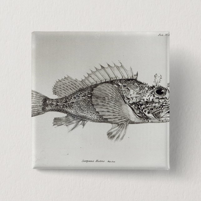 Badge Carré 5 Cm Poissons de scorpion (Devant)