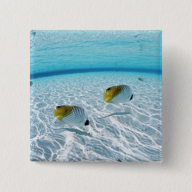 Badge Carré 5 Cm Poissons en mer 2 (Devant)
