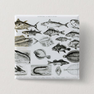Badge Carré 5 Cm Poissons osseux d'ichtyologie