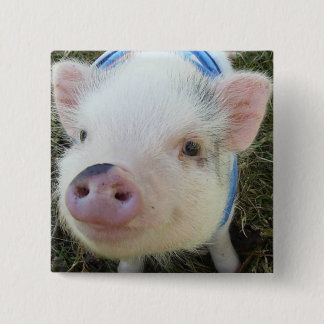 Badge Carré 5 Cm Porc mignon de ventre de pot