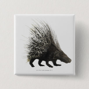 Badge Carré 5 Cm Porcupine