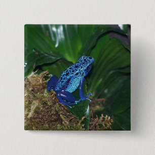 Badge Carré 5 Cm Portrait bleu de grenouille de flèche de poison