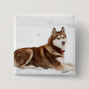 Badge Carré 5 Cm Portrait de Cute Siberian Husky