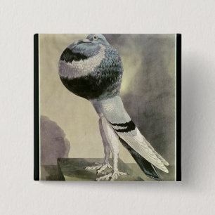 Badge Carré 5 Cm Portrait de pigeon de Pouter