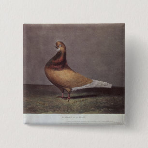 Badge Carré 5 Cm Portrait d'un pigeon de barbe