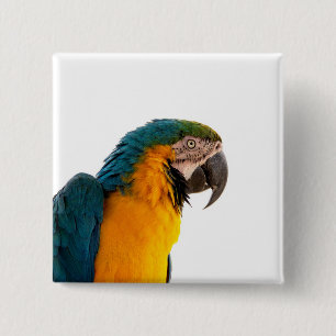 Badge Carré 5 Cm Post-it Notes perroquet