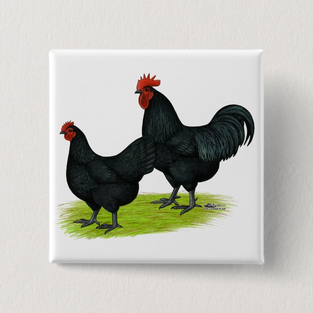 Badge Carré 5 Cm Poulets noirs d'Australorp (Devant)