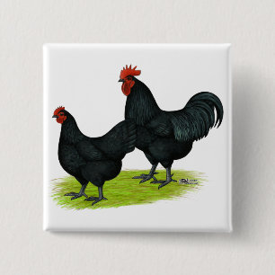 Badge Carré 5 Cm Poulets noirs d'Australorp