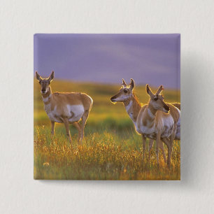 Badge Carré 5 Cm Pronghorn Antelope dans le Montana