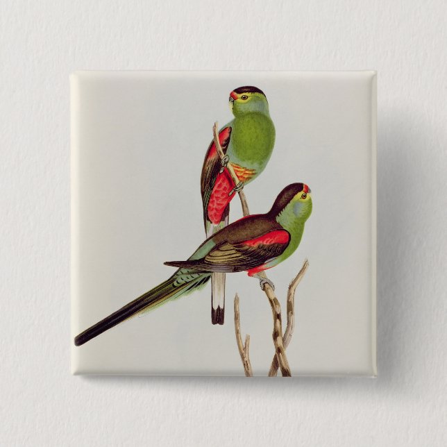 Badge Carré 5 Cm Psephotus Pulcherrimus (Devant)