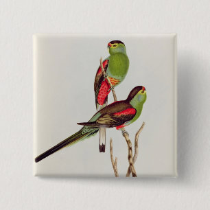 Badge Carré 5 Cm Psephotus Pulcherrimus