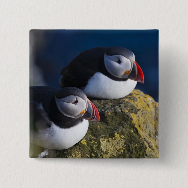 Badge Carré 5 Cm Puffin atlantique (Fratercula arctica) 7 (Devant)