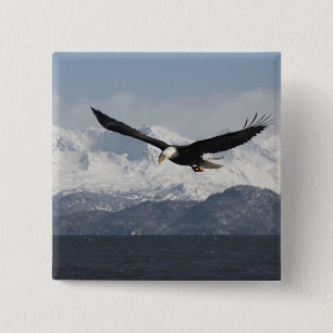 Badge Carré 5 Cm Pygargue à tête blanche en vol, Haliaeetus leucoce