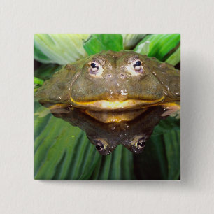 Badge Carré 5 Cm Pyxicephalus 2, Grenouille-taureau africaine