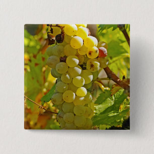 Badge Carré 5 Cm Quelques Chasselas dans la vigne, plantés de long