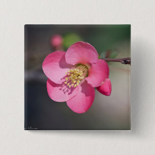 Badge Carré 5 Cm Quince à fleurs rose parfaite