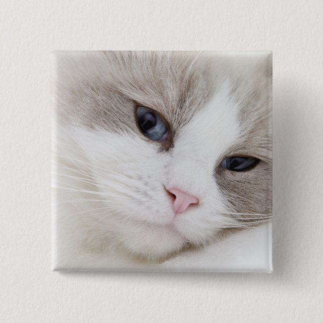 Badge Carré 5 Cm Ragdoll (Devant)