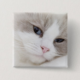 Badge Carré 5 Cm Ragdoll
