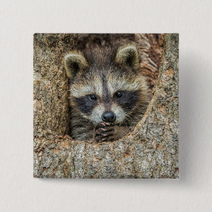 Badge Carré 5 Cm Raton laveur niché à l'intérieur d'un creux d'arbr