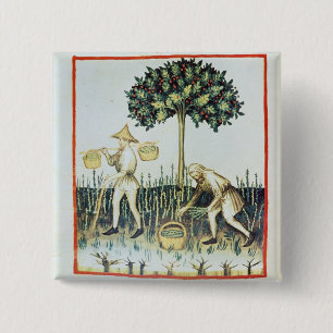 Badge Carré 5 Cm Récolteuses d'asperge, 13ème siècle