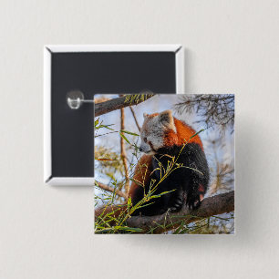 Badge Carré 5 Cm Red panda