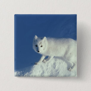 Badge Carré 5 Cm Renard arctique Alopex lagopus) Un renard arctique