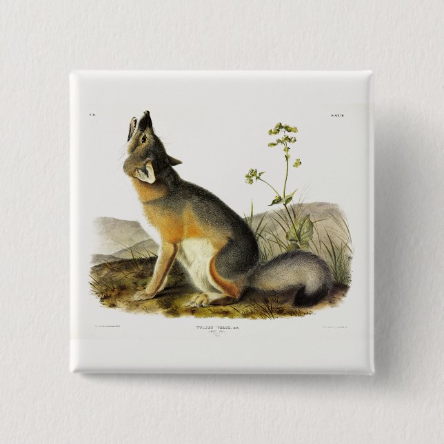 Badge Carré 5 Cm Renard rapide (Vulpes Velox) des Quadrupeds d'Audu (Devant)