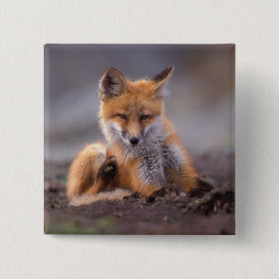 Badge Carré 5 Cm renard rouge, Vulpes vulpes, chiot se grattant,