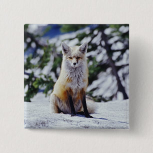 Badge Carré 5 Cm Renard roux assis sur un banc de neige, Vulpes, Mt