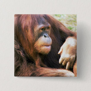 Badge Carré 5 Cm Reposer d'orang-outan