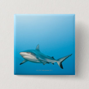 Badge Carré 5 Cm Requins gris de récif (amblyrhnchos de