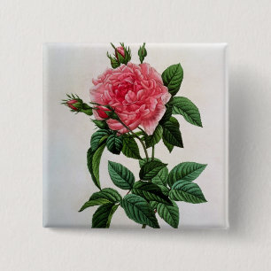 Badge Carré 5 Cm Rosa Gallica Regallis