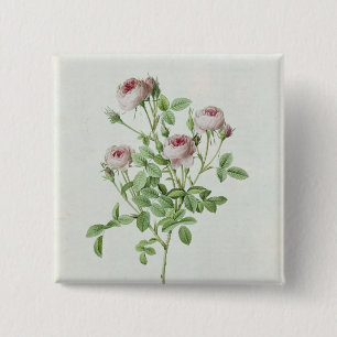 Badge Carré 5 Cm Rosa Pomponia, des 'roses de Les