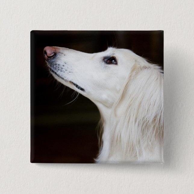 Badge Carré 5 Cm Saluki recherchant (Devant)