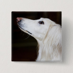 Badge Carré 5 Cm Saluki recherchant