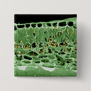 Badge Carré 5 Cm Section transversale de feuille