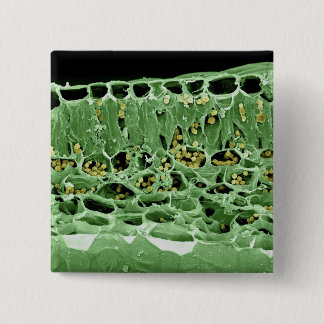 Badge Carré 5 Cm Section transversale de feuille