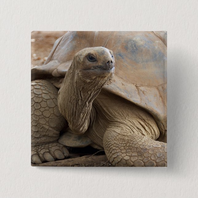 Badge Carré 5 Cm Seychelles Aldabran terre tortue (Devant)