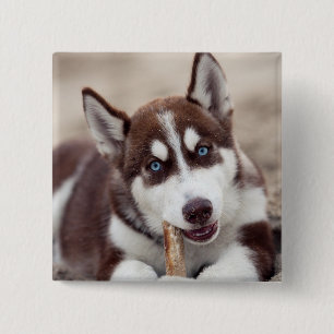 Badge Carré 5 Cm Siberian Husky Puppy at the Beach