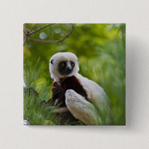 Badge Carré 5 Cm Sifaka de Coquerel dans la forêt 2