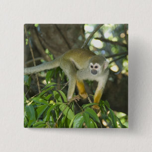 Badge Carré 5 Cm Singe écureuil commun, (Saimiri sciureus), Rio
