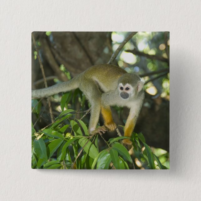 Badge Carré 5 Cm Singe écureuil commun, (Saimiri sciureus), Rio (Devant)